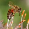 В Набережных Челнах рой пчел атаковал автомобиль (ФОТО)