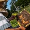 Управление пчеловодства РТ: Практически во всех районах Татарстана произошла массовая гибель пчел