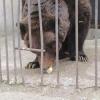 В казанском зоопарке умер старейший обитатель — медведь Кучум