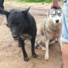 В Казани из арбалета подстрелили хаски: хозяин убитой собаки предлагает вознаграждение за информацию о живодере