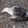 «Чайки умирают просто на глазах!» — экологи взяли на контроль тревожный сигнал с Волги