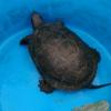 Под Нижнекамском заметили черепаху, считавшуюся исчезнувшей в Татарстане