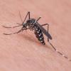 Холода и обмеление Волги сорвали «комариный апокалипсис»