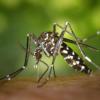Россиян предупредили об угрозе смертельных болезней из-за комаров