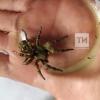 Испугавшись крупного паука, женщина вызвала спасателей (ФОТО)