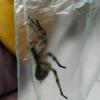 Эксперт: Напугавший татарстанцев паук – редкий, ядовитый, для взрослых неопасный