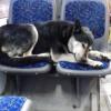 Звезда казанских автобусов пес Тайсон потерялся, так как неизвестные сорвали с него ошейник