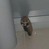 Дом в Татарстане атаковали дикие хомяки и мыши (ФОТО)