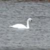 Житель Татарстана снял на видео лебедя, уже месяц плавающего в озере