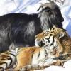 Россияне в шоке от трагической смерти козла Тимура, дружившего с тигром Амуром (ВИДЕО)