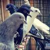 4 и 5 января в Казани проходит выставка голубей (ФОТО)