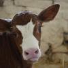 Соцсети: Работники фермы пожаловались на массовую гибель коров от голода под Казанью