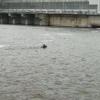 В Челнах спасли троих лосей, заплывших к плотине ГЭС, четвертое животное погибло (ВИДЕО)