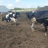 В Татарстане пожарные спасли от огня 360 коров (ФОТО)