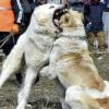 В Татарстане два алабая разодрали еще одну собаку породы лабрадор