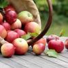 «Яблочный Спас» пройдет завтра в Красновидово
