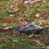 В парке Урицкого в Казани массово гибнут птицы — что произошло (ВИДЕО)