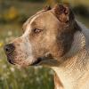 В Башкирии две собаки бойцовской породы растерзали 24-летнего хозяина