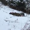 В Татарстане в зимнем лесу нашли засыпающего от переохлаждения в снегу мужчину (ФОТО)