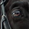 В Петербурге лошадь откусила часть носа мужчине