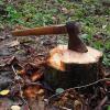 В Татарстане поваленные деревья насмерть придавили лесоруба