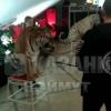 В цирке в Казани тигров отделили от зрителей простой лентой (ВИДЕО)
