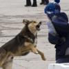 В Татарстане бездомные собаки покусали школьниц, а в больницах нет вакцин от бешенства