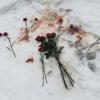 «Меня убивают!»: в Воронеже зарезали школьную учительницу