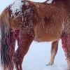 В Башкирии волки напали на табун лошадей (ВИДЕО)