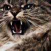 В Казани две девушки едва спаслись от агрессивной кошки