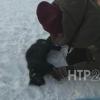 В Татарстане в частном приюте для животных в огне погибли 43 кошки и 1 собака