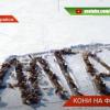 Фермер из Татарстана устроил флешмоб с участием 400 лошадей (ВИДЕО) 