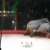 Московские циркачи объяснили причину драки слонов в цирке Татарстана