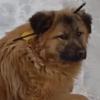 &#8203;В Татарстане спасли жизнь бездомной собаке со стрелой в шее (ВИДЕО)