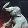 В Казанском цирке слон набросился на рабочего