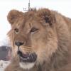 Семья из Башкирии приручила африканского льва