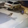 Соцсети: в Казани свора собак напала на ребенка (ВИДЕО)