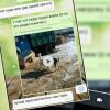 Зоозащитники Татарстана подозревают фермера в любви к мясу собак