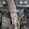 Врезавшаяся в дерево на проспекте Химиков в Нижнекамске девушка умерла в реанимации