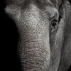 Подравшихся в Казанском цирке слоних отправили на пенсию в Крым