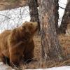 В Башкирии на мужчину напал медведь