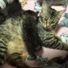 "Помогите": уставшая от своих детей кошка рассмешила Сеть