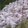 В Татарстане в овраге обнаружена куча мертвых и живых цыплят