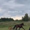 Взбесившийся конь разнес повозку и сбежал во время Сабантуя в Бугульме (ВИДЕО)