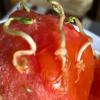 Жительница Казани купила в магазине помидор, который превратился в монстра (ФОТО)
