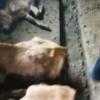 В Зеленодольском районе бродячие собаки загрызли стадо телят (ВИДЕО)
