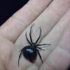 Казанец нашел смертельно опасного паука в городском парке