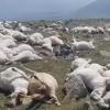 На горе в Грузии ударом молнии убило более 550 овец