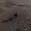 В Каме под Нижнекамском очевидцы наткнулись на крокодила