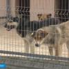 Жители казанских поселков жалуются на агрессивных бездомных собак